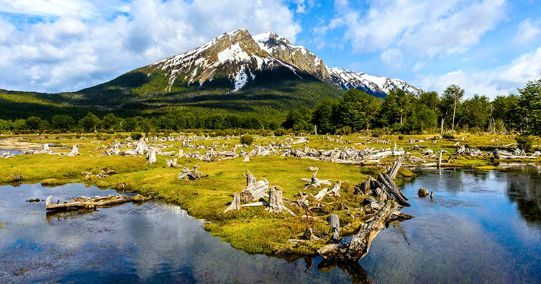 tierra-del-fuego-mountain-forest
